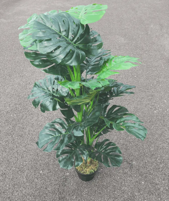 Plante Monstera