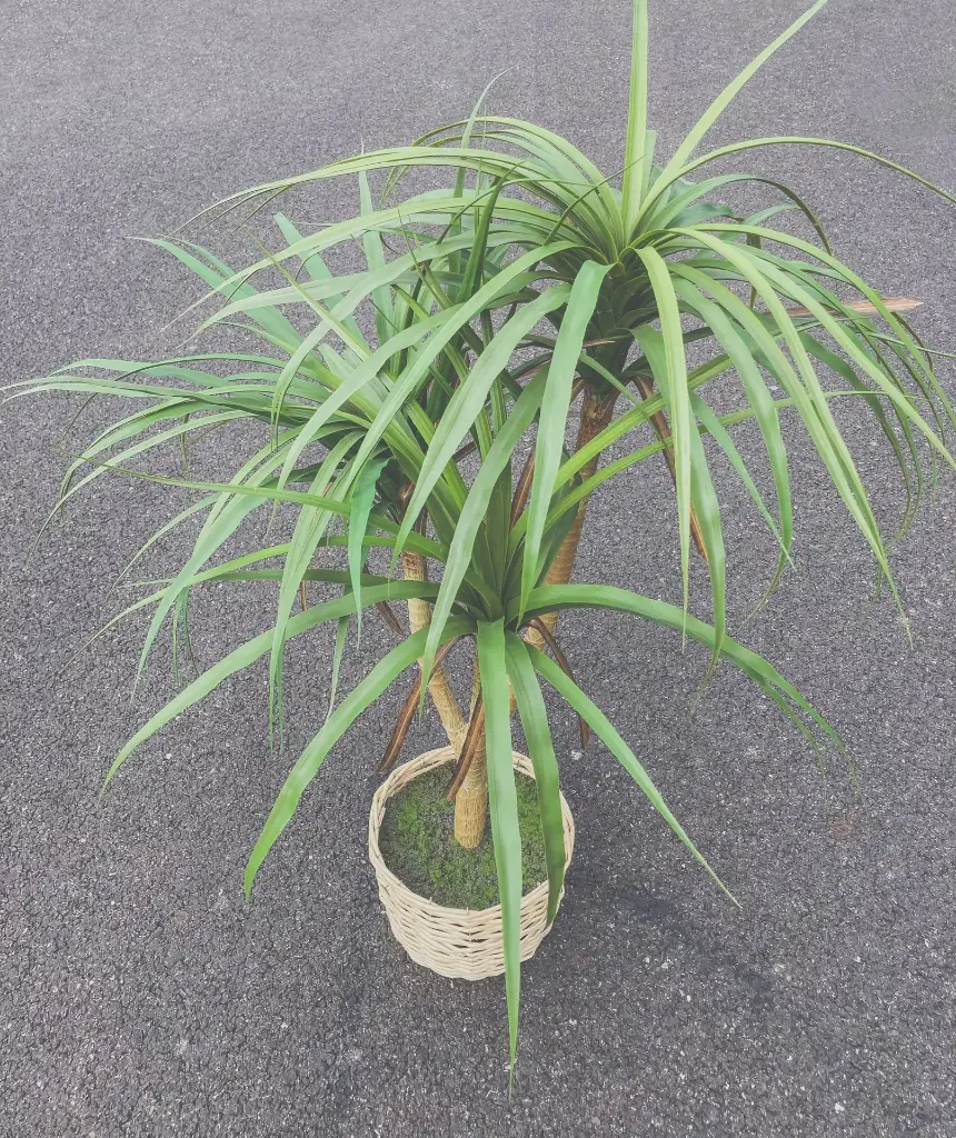 Plante Spring