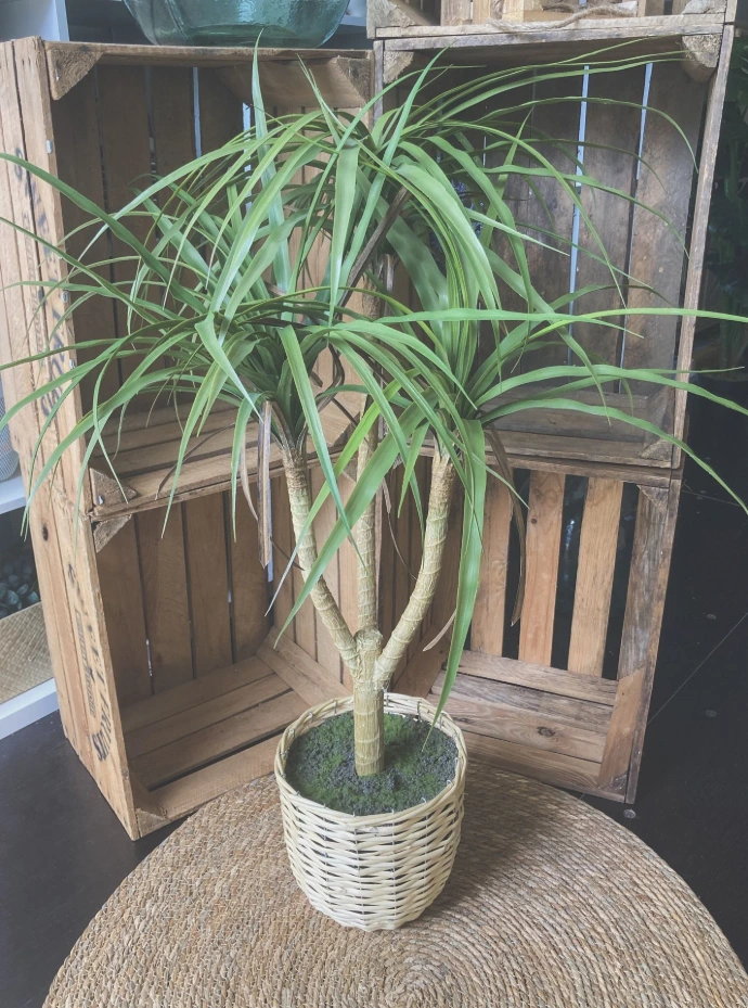 Plante Spring