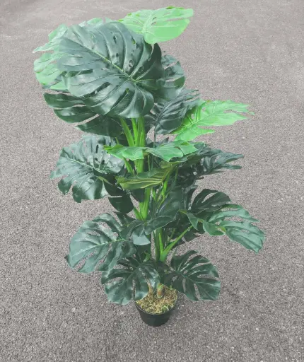 Plante Monstera