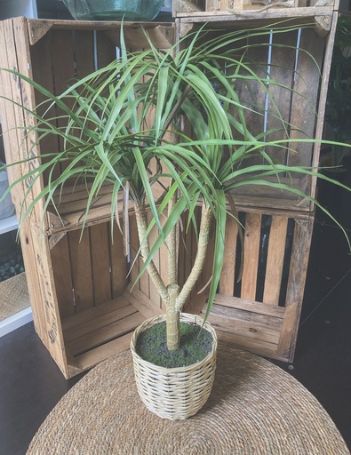 Plante Spring