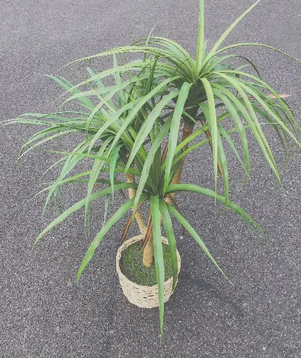 Plante Spring